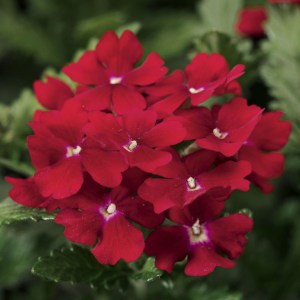 Вербена Obsession Red4